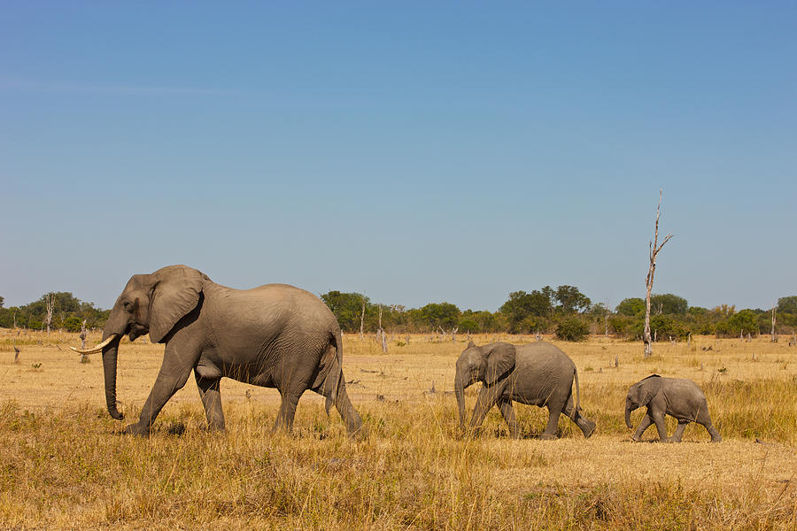 Elephant family #2 Photograph by Johan Elzenga