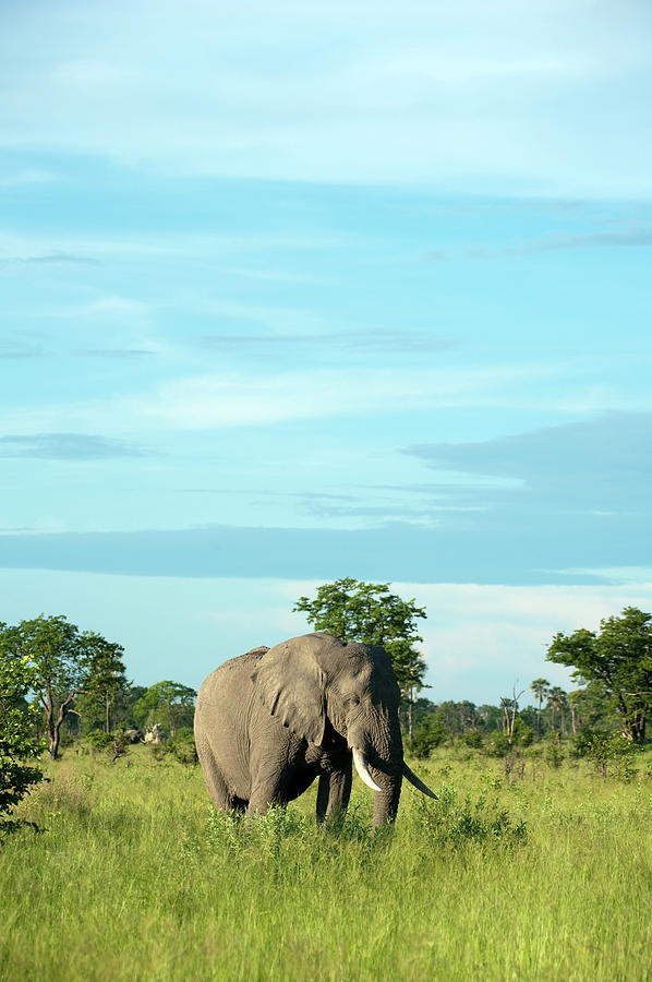 Elephant In The Wild #2 Photograph by Stevenallan