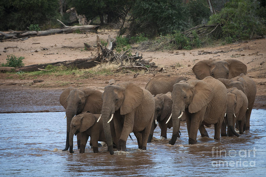 Elephants Crossing The River #2 Photograph by John Shaw