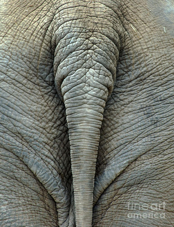 Elephants Tail #2 Photograph by Mae Wertz