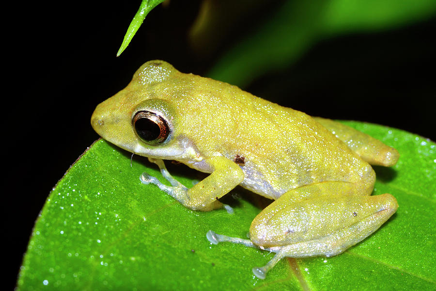 Eleutherodactylus Frog #2 Photograph by Dr Morley Read/science Photo ...