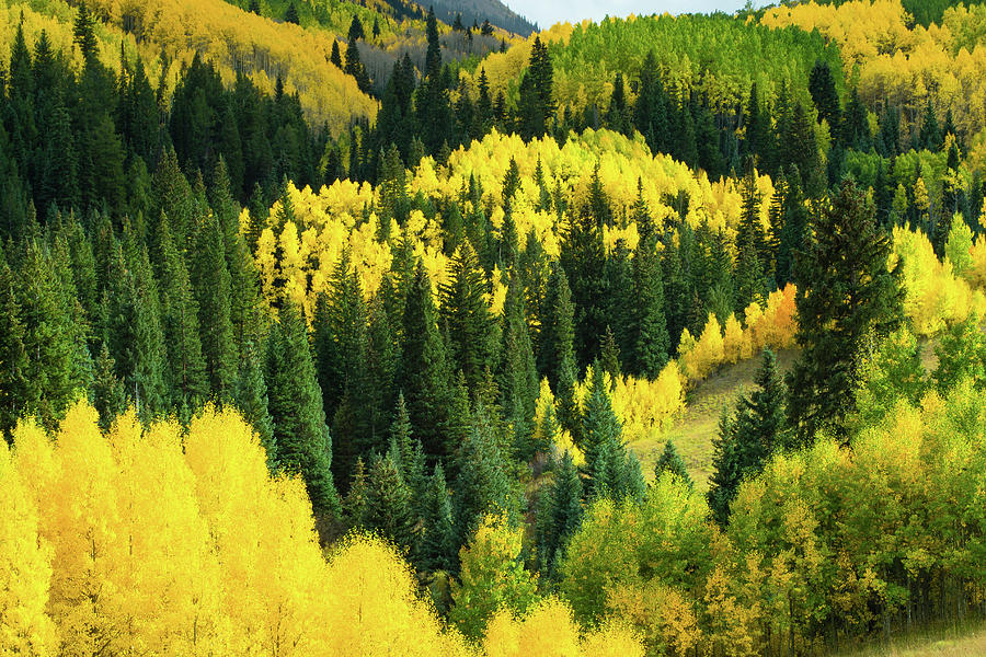Elevated View Of Aspen Trees, Maroon #2 Photograph by Panoramic Images