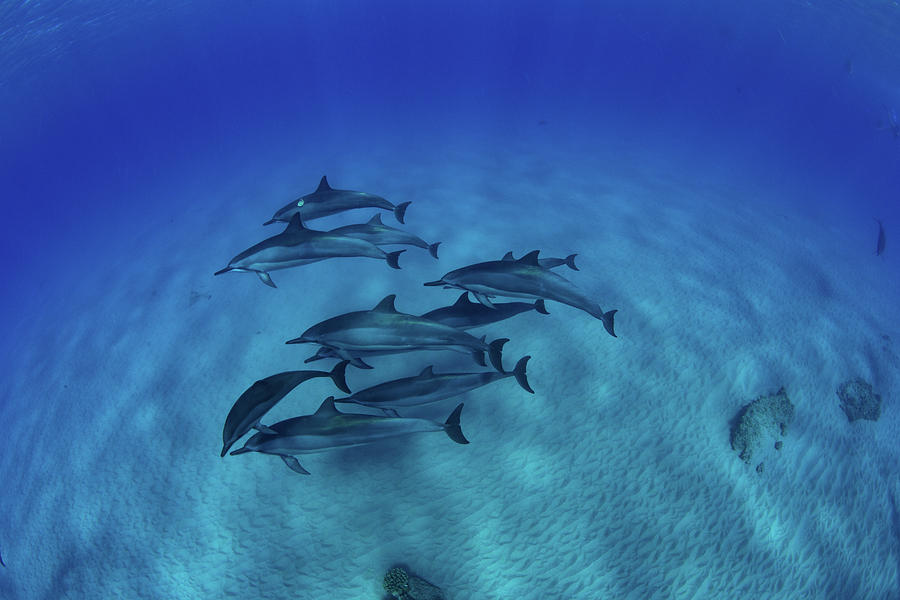 Elevated View Of School Of Dolphins #2 Photograph by Panoramic Images