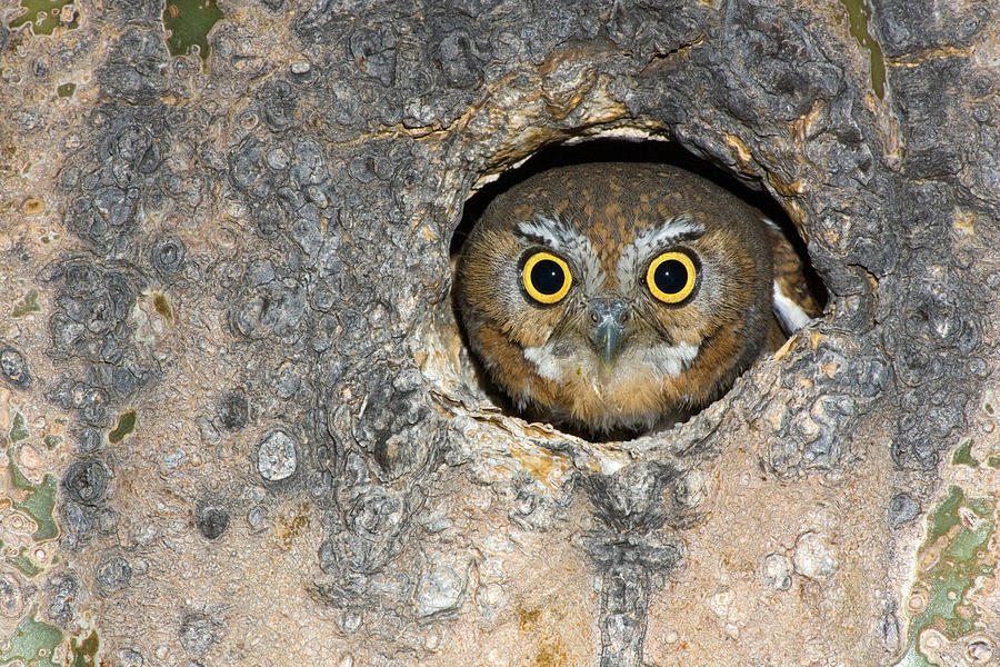 Elf Owl Nesting In Tree Cavity #2 Photograph by Craig K. Lorenz