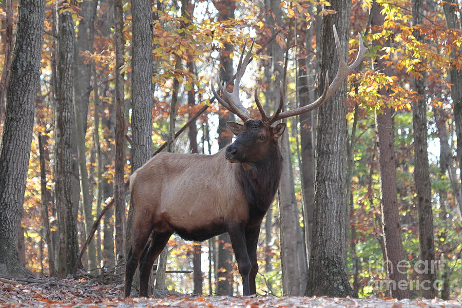 Tree Photograph - Bull elk #1 by Dwight Cook