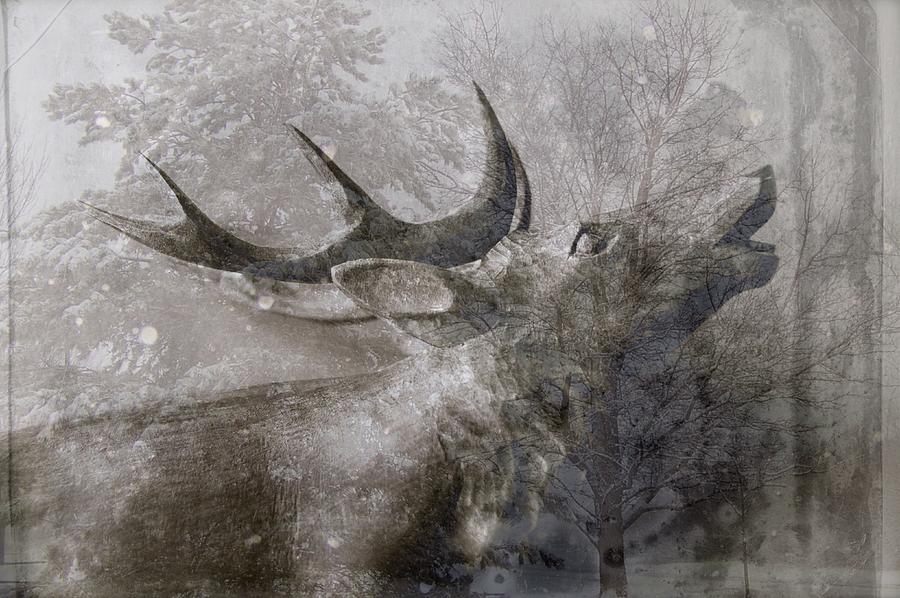 Elk In Winter #1 Photograph by Suzanne Powers