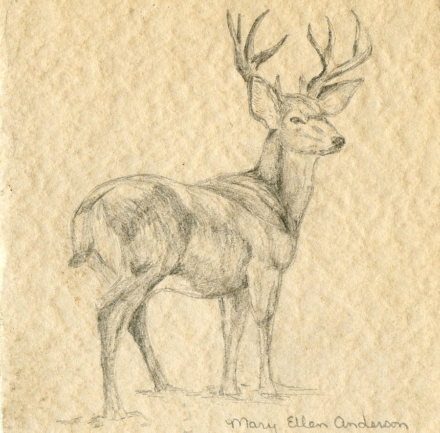 Elk by Mary Ellen Anderson Elk by Mary Ellen Anderson