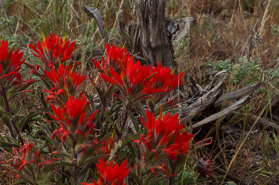 Elmers Indian Paintbrush #2 Photograph by Eric Rundle
