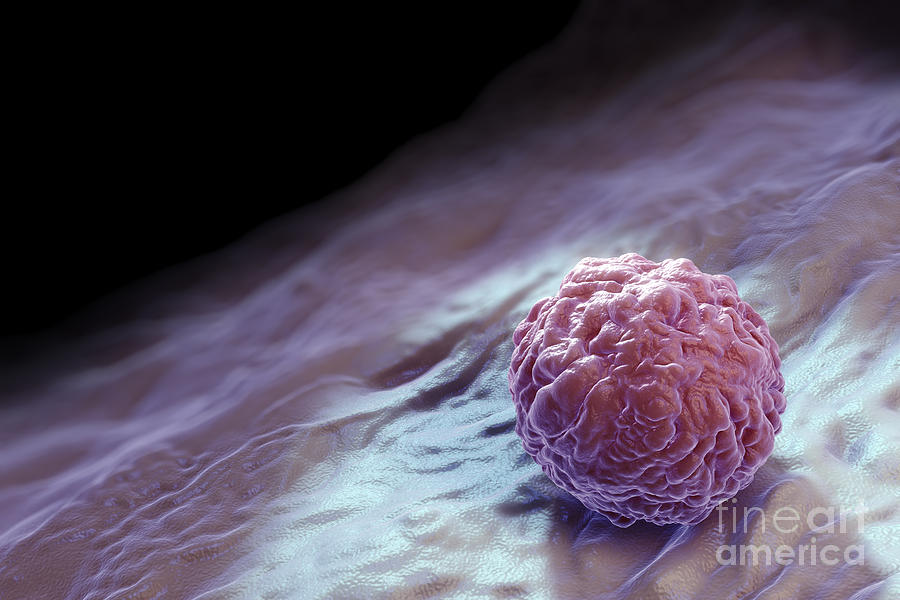Embryonic Stem Cell #2 Photograph by Science Picture Co