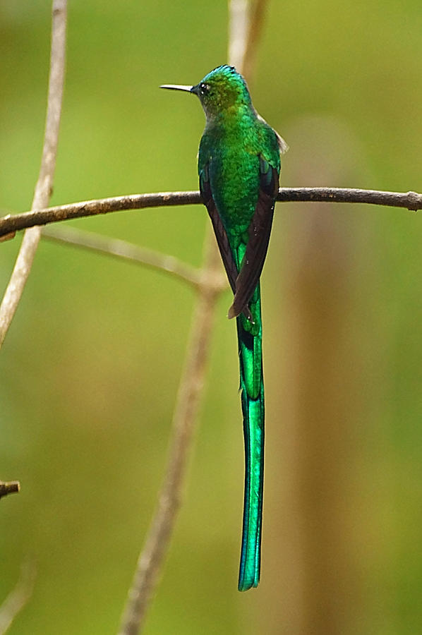 Hummingbird Photograph - Emerald Glow by Blair Wainman
