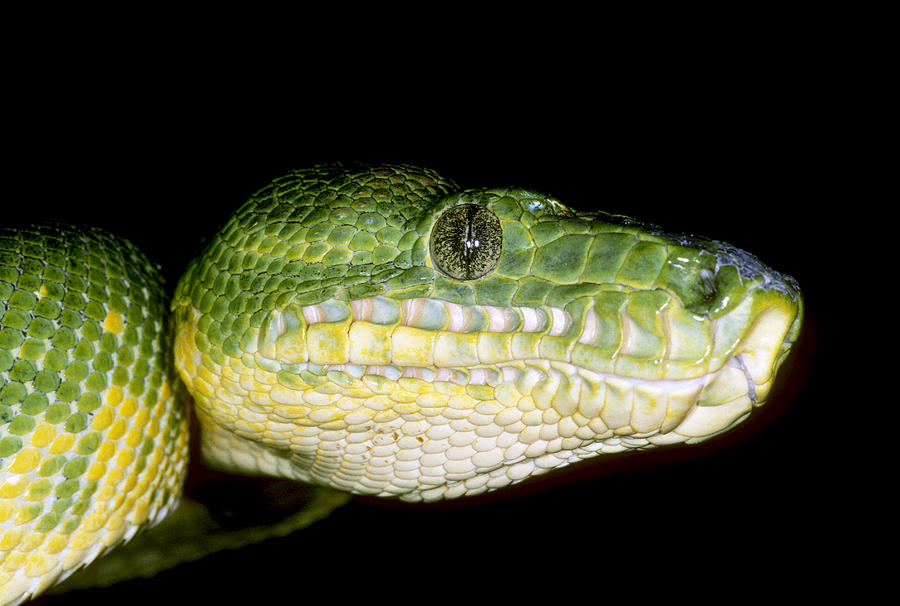 Emerald Tree Boa Photograph by Karl H. Switak - Fine Art America