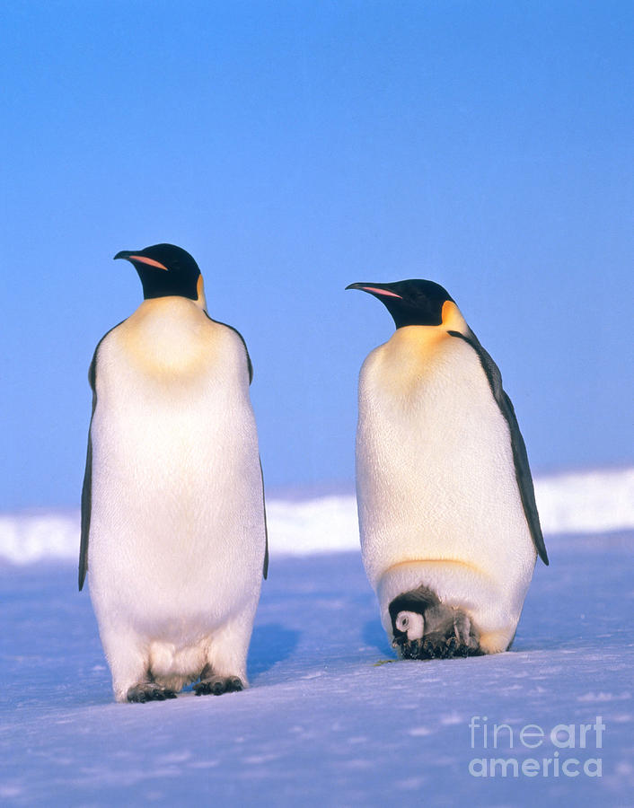 Emperor Penguin Aptenodytes Forsteri #2 Photograph by Hans Reinhard