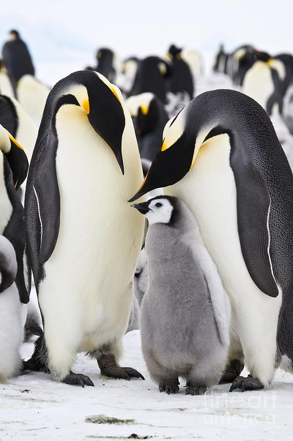 Emperor Penguins, Antarctica #2 Photograph by Greg Dimijian
