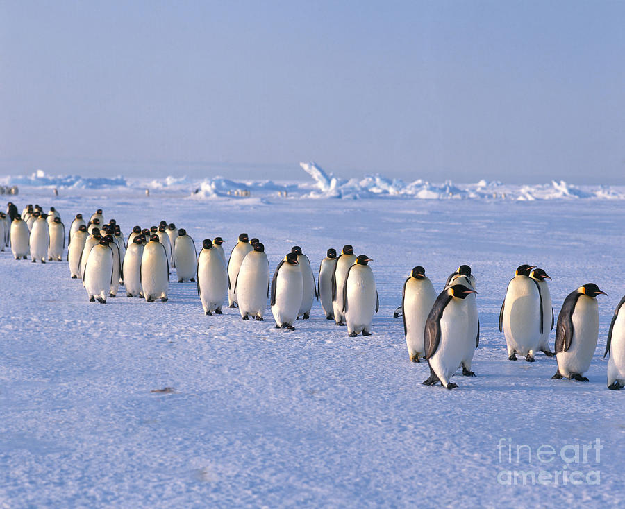 Emperor Penguins Aptenodytes Forsteri #2 Photograph by Hans Reinhard
