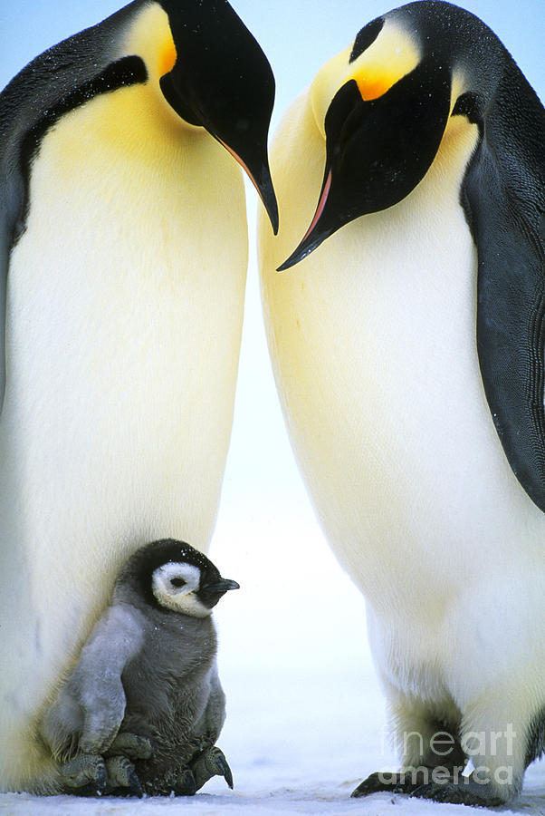 Emperor Penguins #2 Photograph by Art Wolfe