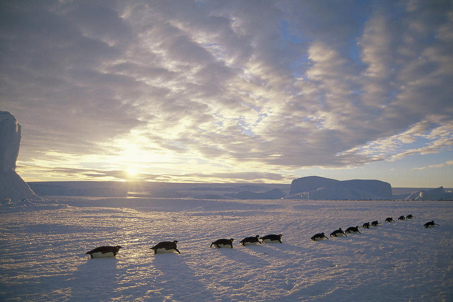 Emperor Penguins Tobogganing Antarctica #2 Photograph by Tui De Roy