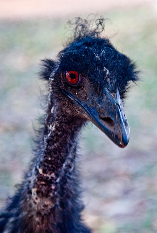 Emu #2 Photograph by Carole Hinding
