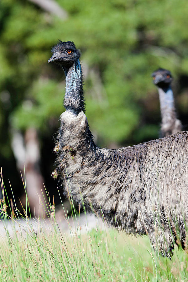 Emu Photograph - Emu (dromaius Novaehollandiae #2 by Martin Zwick