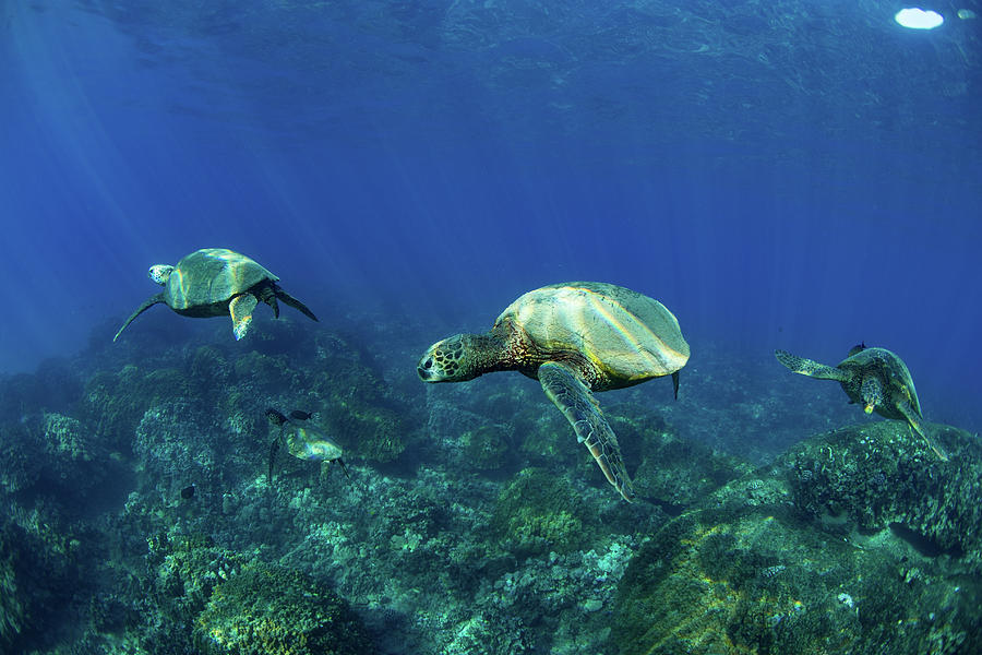 Endangered Green Sea Turtles Over Coral #2 Photograph by Panoramic Images