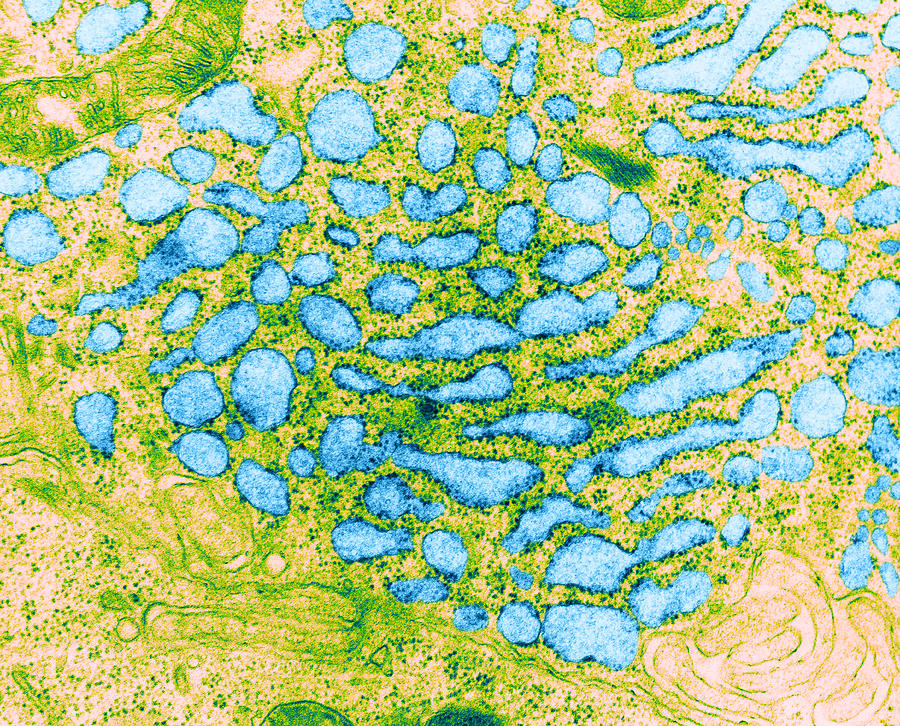 Endoplasmic Reticulum, Tem #2 Photograph by Science Source
