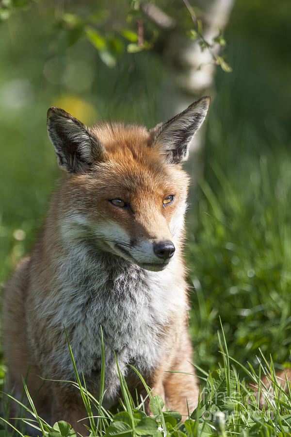 English Red Fox Photograph by Philip Pound