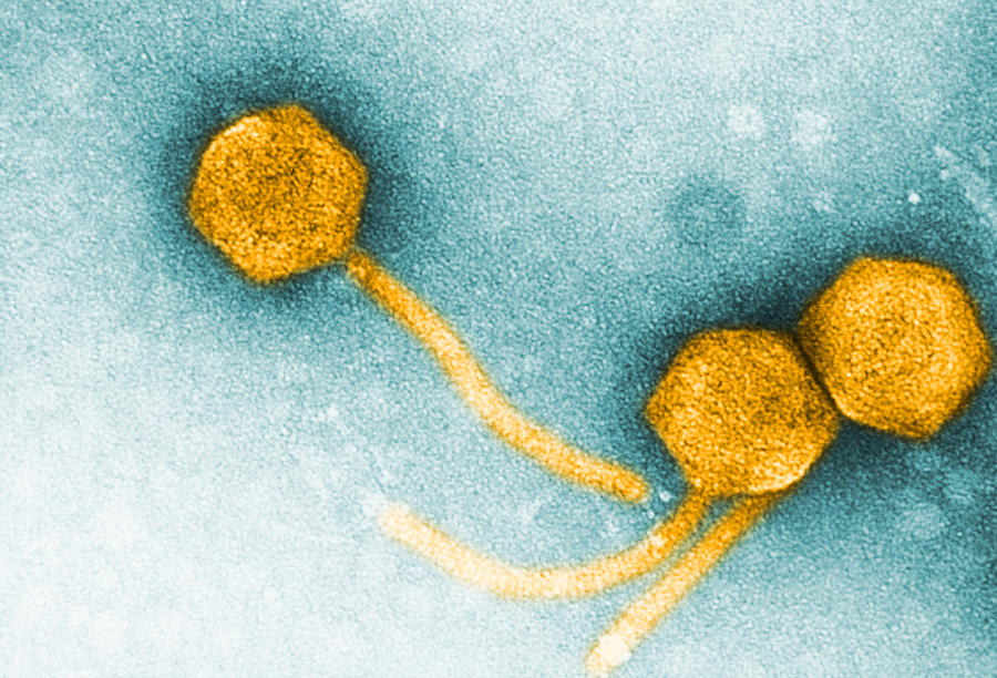 Enteriobacteria Phage T5, Tem #2 Photograph by Biology Pics