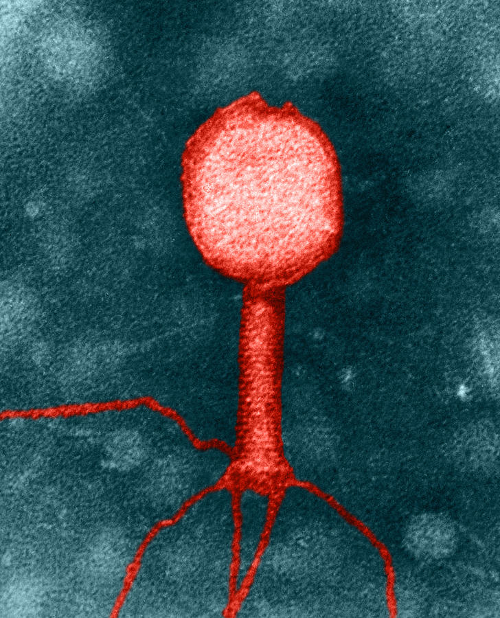 Enterobacteria Phage T2 #2 Photograph by Omikron