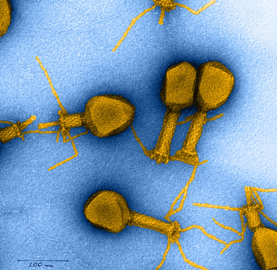 Enterobacteria Phage T4 #2 Photograph by Omikron