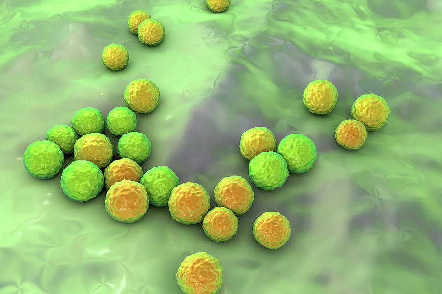 Enterococcus Faecalis Bacteria #2 Photograph by Kateryna Kon/science Photo Library