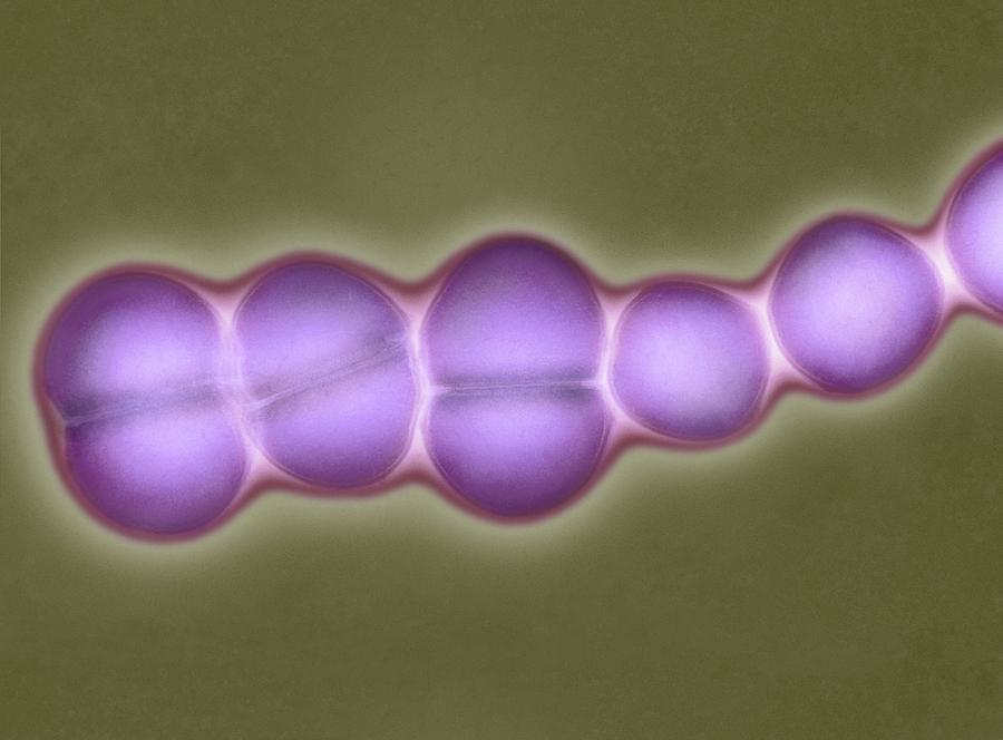 Enterococcus Faecalis Dividing Tem Photograph By Science Photo Library Pixels