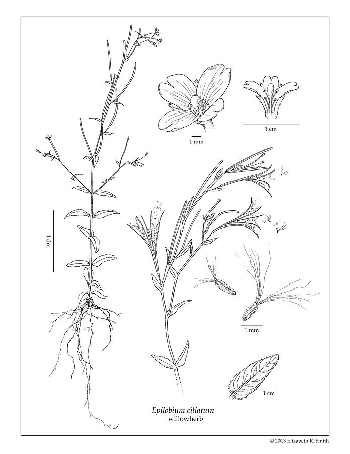Flower Drawing - Epilobium ciliatum #2 by Elizabeth Smith