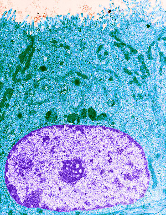 Epithelial Cell, Tem #2 Photograph by David M. Phillips