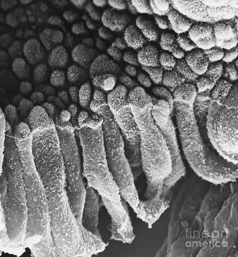 Epithelial Cells Sem #2 Photograph by David M. Phillips
