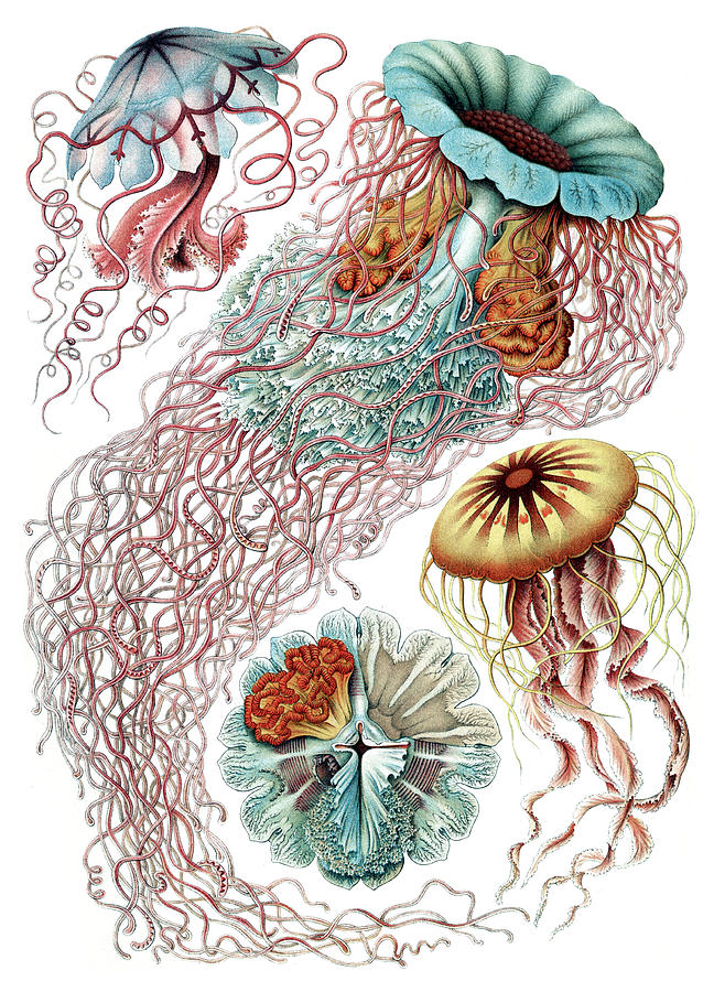 Ernst Haeckel, Discomedusae, Jellyfish Photograph by Science Source ...