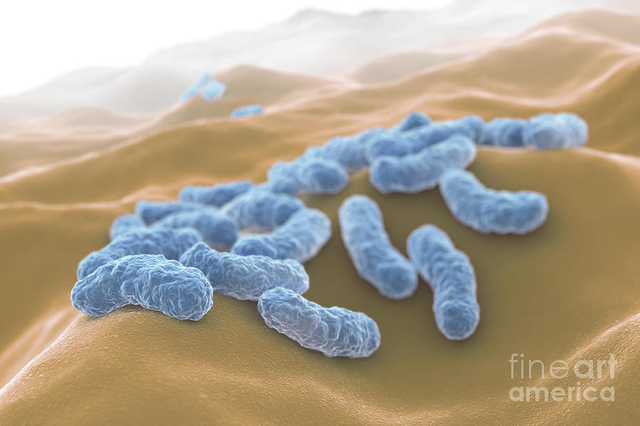 Escherichia Coli Bacteria #2 Photograph by Science Picture Co