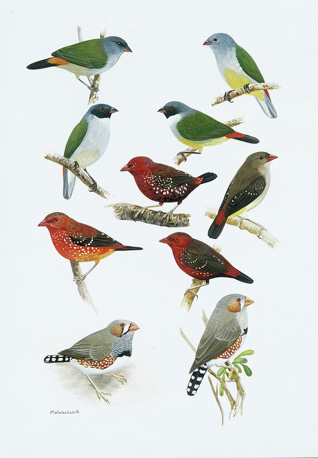 Estrildid Finches #2 Photograph by Natural History Museum, London/science Photo Library