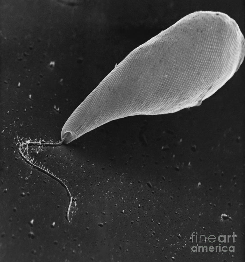 Euglena Sem #2 Photograph by David M. Phillips / The Population Council