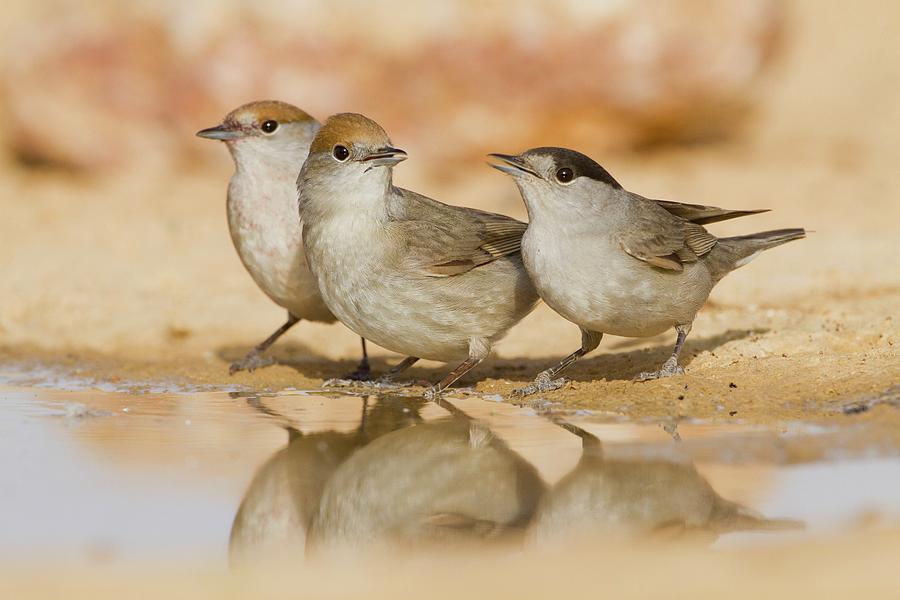 Birds Photograph - Eurasian Blackcap (sylvia Atricapilla) 2 by Photostock-israel Birds Photograph - Eurasian Blackcap (sylvia Atricapilla) 2 by Photostock-israel