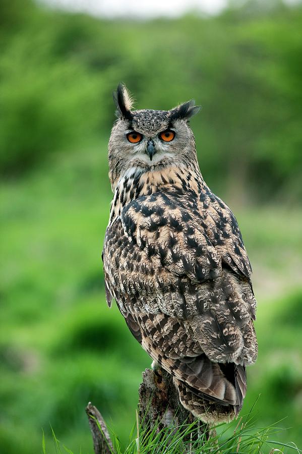 Eurasian Eagle-owl Photograph by Dr P. Marazzi/science Photo Library ...