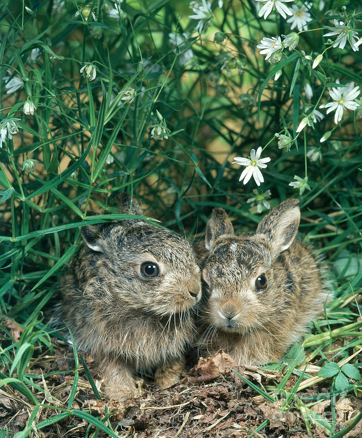 European Brown Hares #2 Photograph by Hans Reinhard