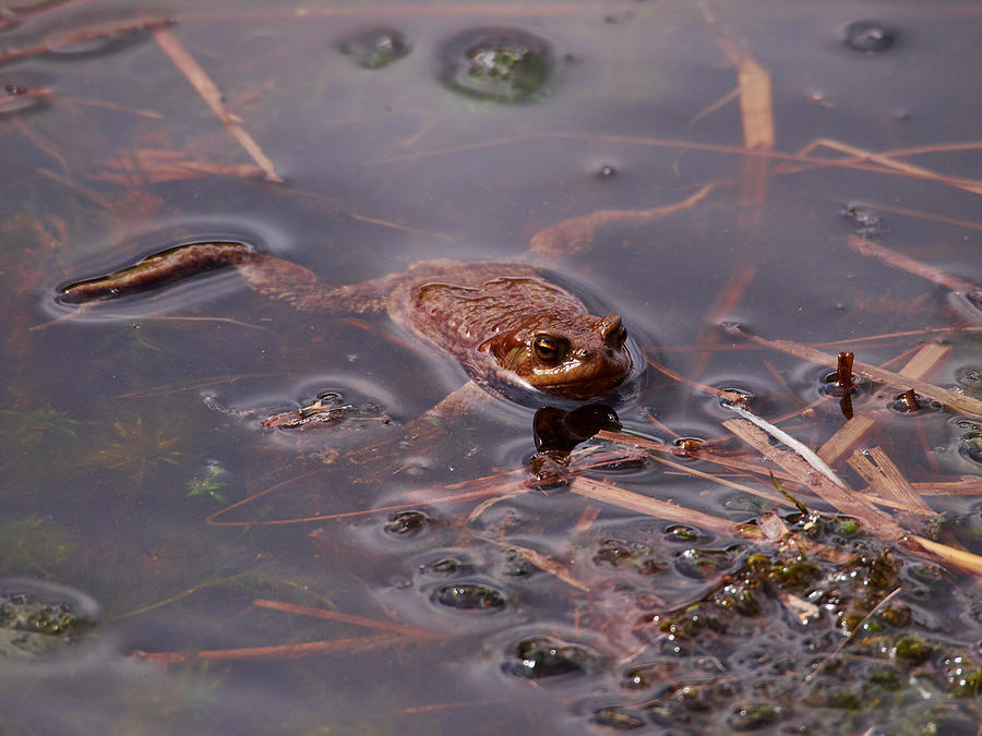 Nature Photograph - European common brown frog #2 by Jouko Lehto