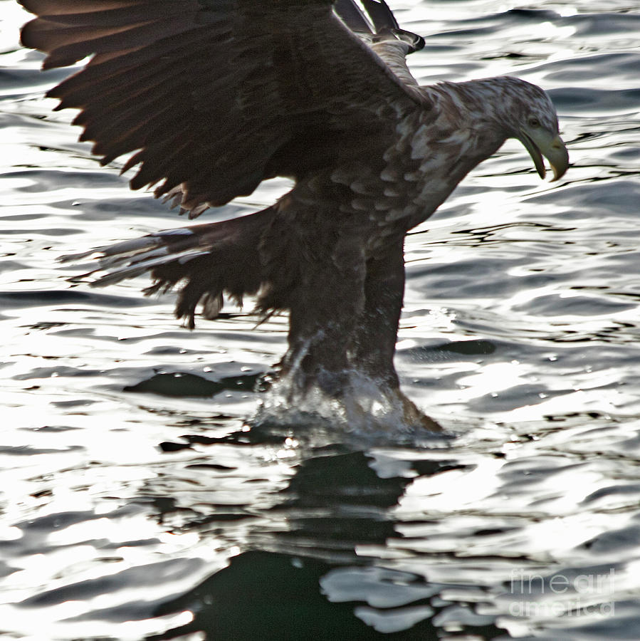 European Fishing Sea Eagle 3 Photograph by Heiko Koehrer-Wagner