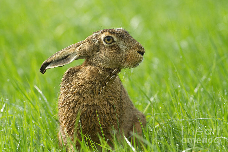 European Hare #2 Photograph by Helmut Pieper