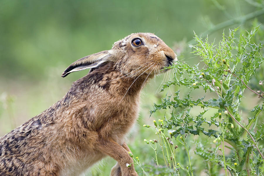 Brown Hare Photograph - European Hare by John Devries/science Photo Library
