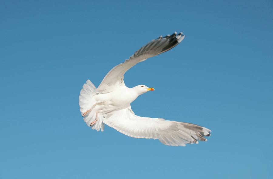 Nature Photograph - European Herring Gull #2 by Dr P. Marazzi/science Photo Library