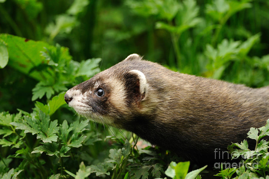 European Polecat Photograph by Reiner Bernhardt