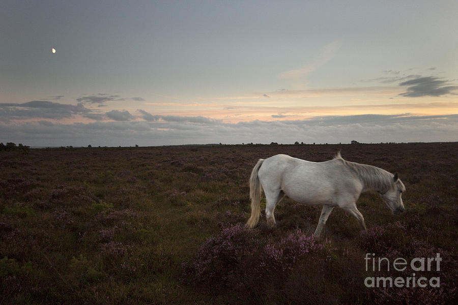 Sunset Photograph - Evening In New Forest #2 by Ang El