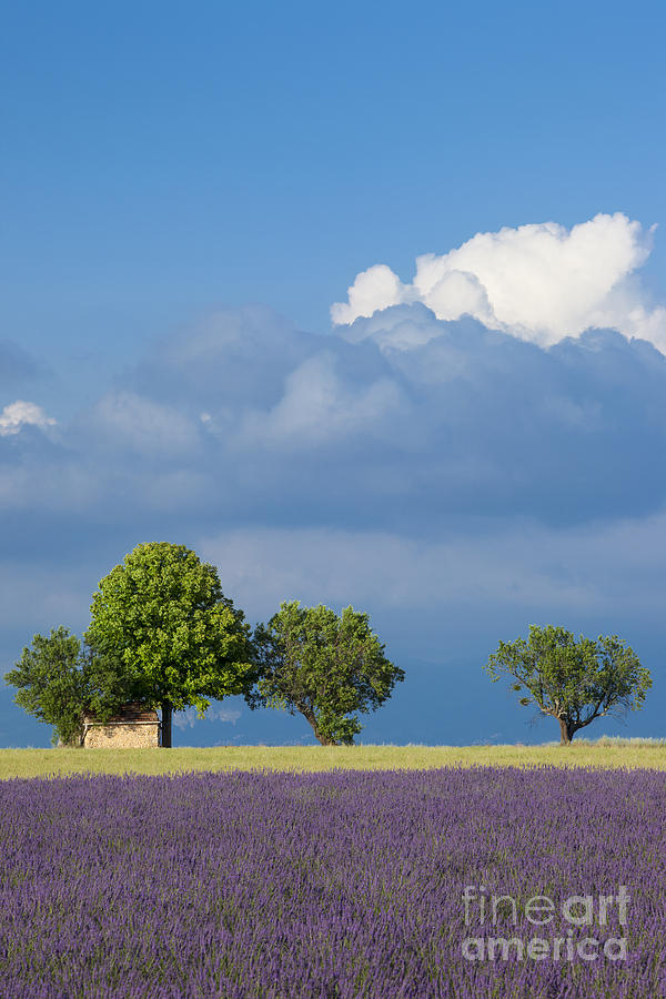 Evening in Provence #2 Photograph by Brian Jannsen