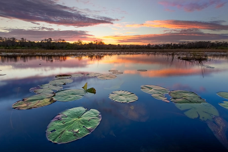 Everglades at Sunset Photograph by Debra and Dave Vanderlaan