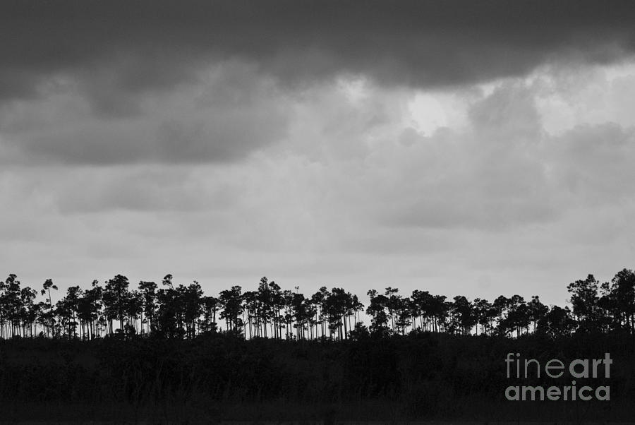 Everglades No.2 Photograph by John Greco
